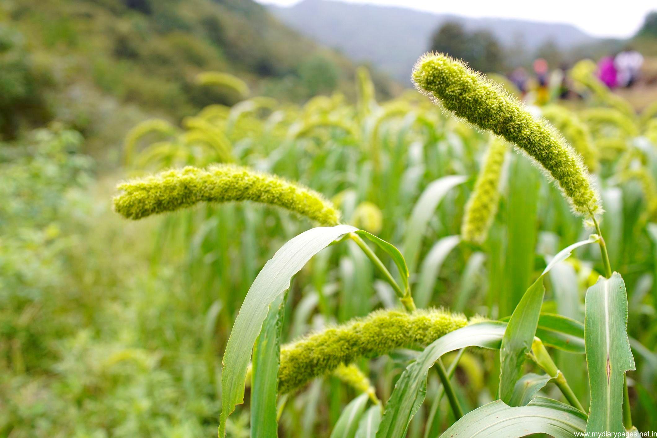 Millet, commonly called pearl millet