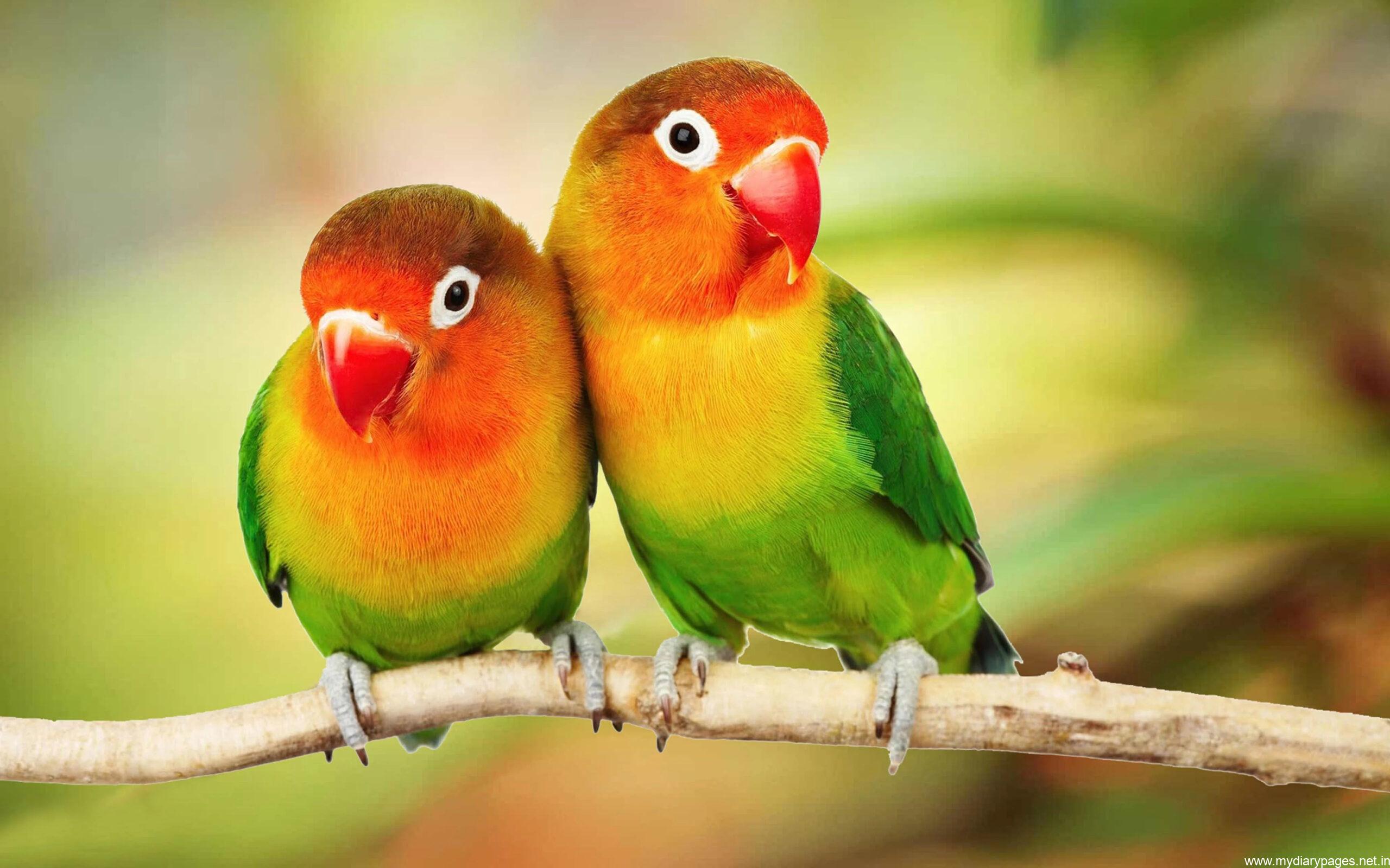 Lovebird is the common name for the genus Agapornis