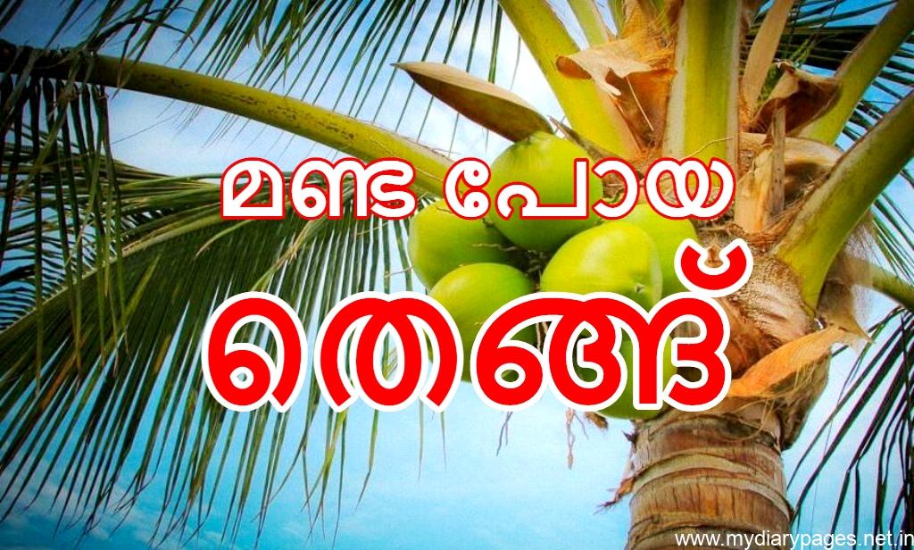 After soaring high, coconut prices begin to fall in Kerala
