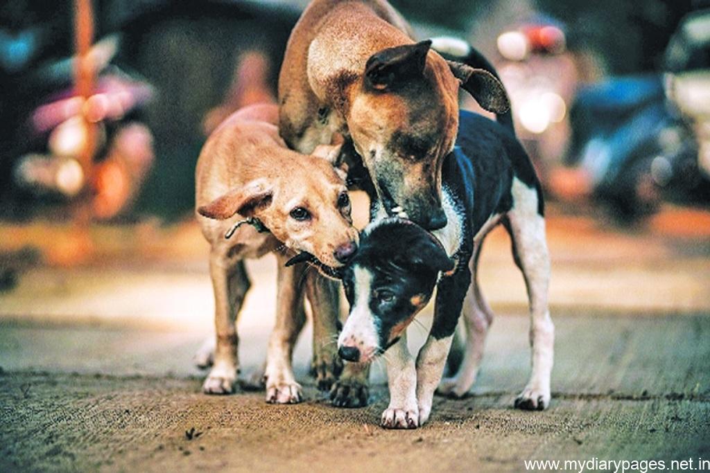 Street dogs: What they are, where they live, and how to help ...