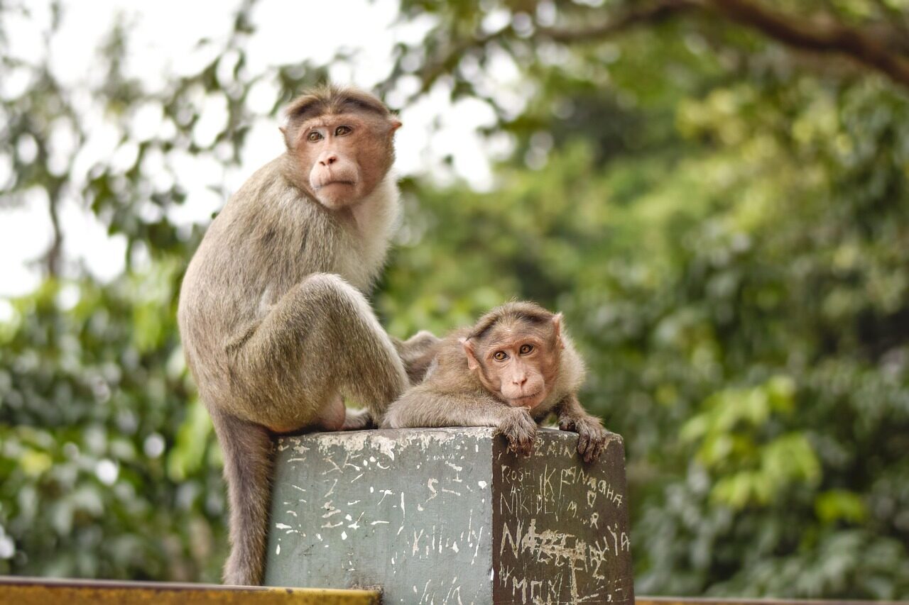 monkey, mom, care, forest, nature, wayanad