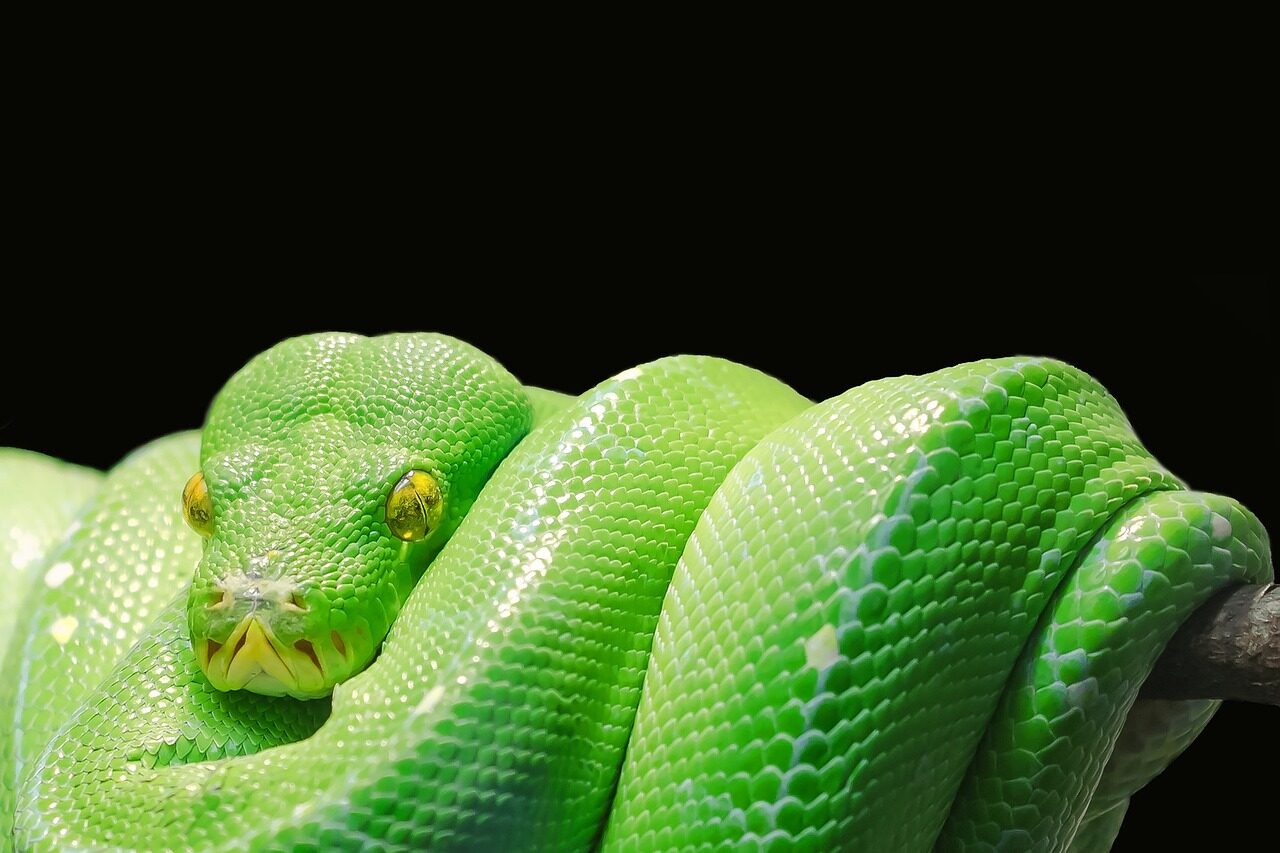 പാമ്പു കടിയേറ്റ് ഒരു വ്യക്തിമരണപെട്ടാല്‍